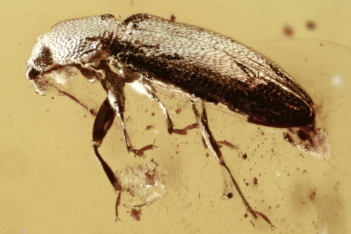 Fossil Fungus Beetle (Corticariinae) in Baltic Amber #321729